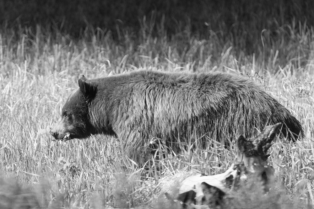 Black Bear in Yellowstone National Park art print by Jacob W. Frank for $57.95 CAD