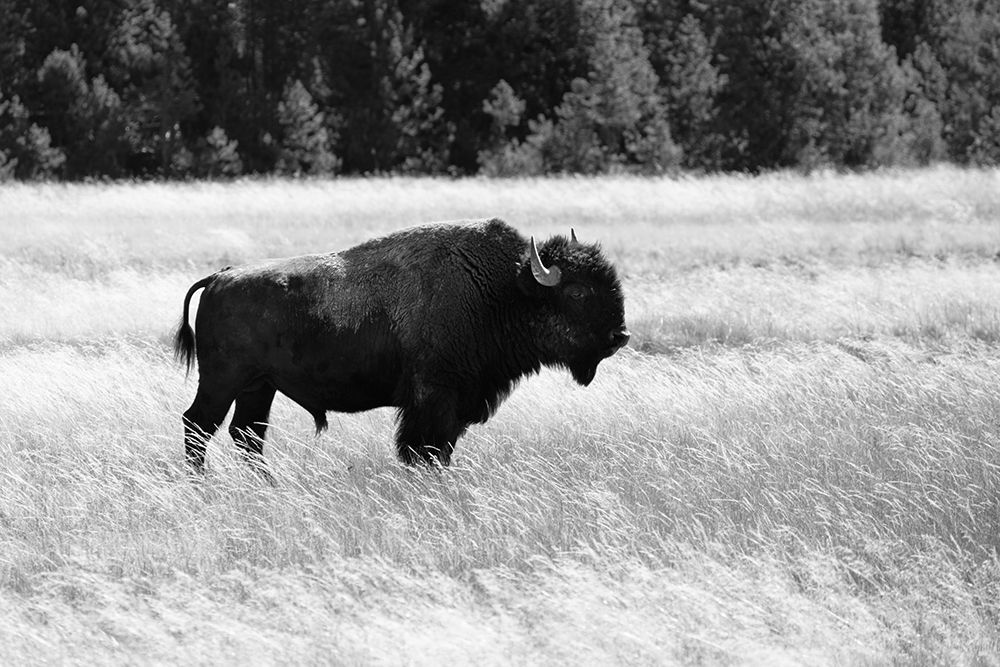 Bull Bison in Lower Geyser Basin, Yellowstone National Park art print by Jacob W. Frank for $57.95 CAD