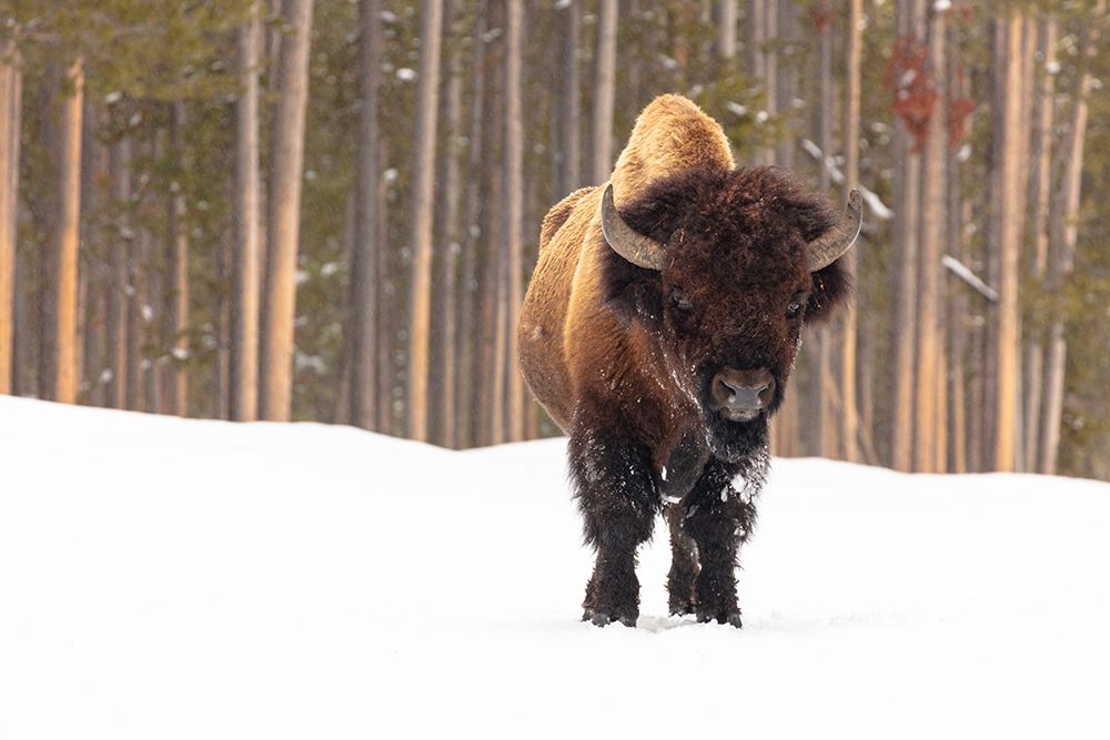 Bull Bison near Madison Junction, Yellowstone National Park art print by Jacob W. Frank for $57.95 CAD