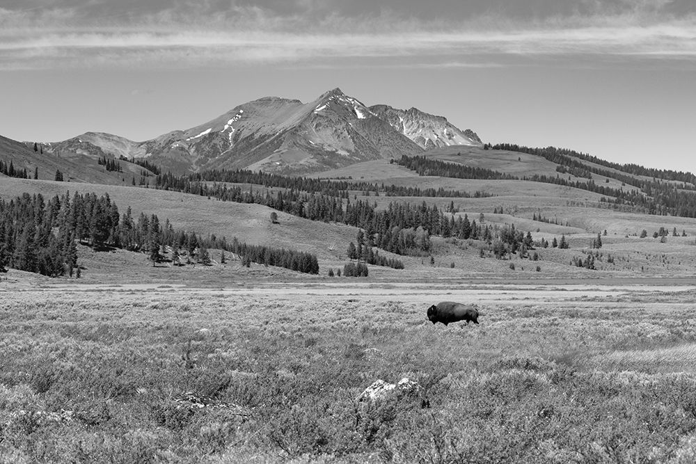 Bull Bison at Swan Lake, Yellowstone National Park art print by Jacob W. Frank for $57.95 CAD