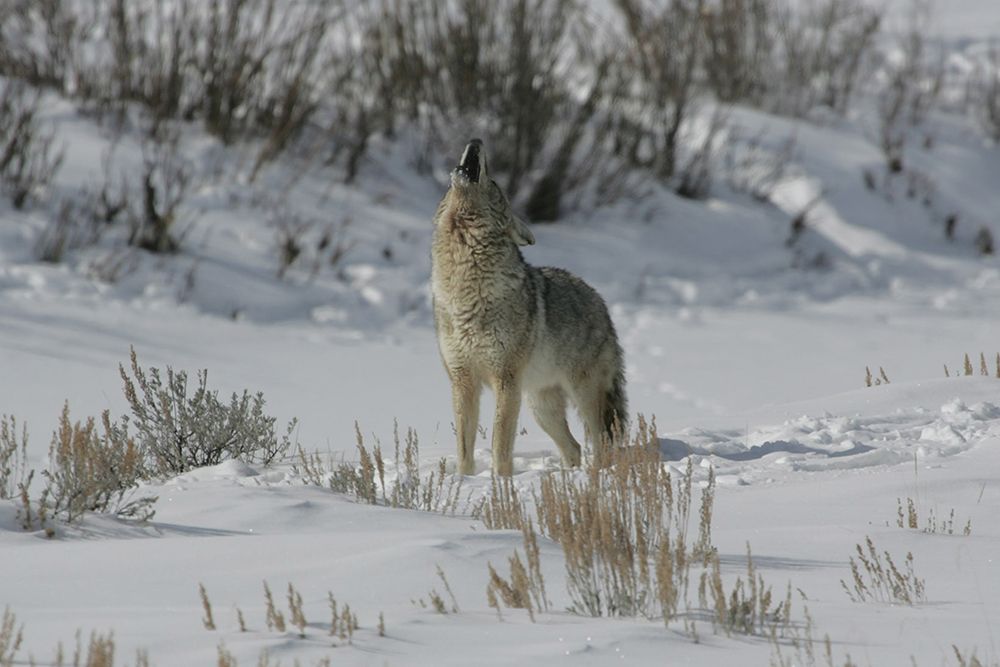 Coyote Howling in Lamar Valley, Yellowstone National Park art print by The Yellowstone Collection for $57.95 CAD