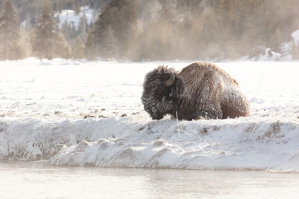 Bison at the Madison River, Yellowstone National Park art print by Jacob W. Frank for $57.95 CAD