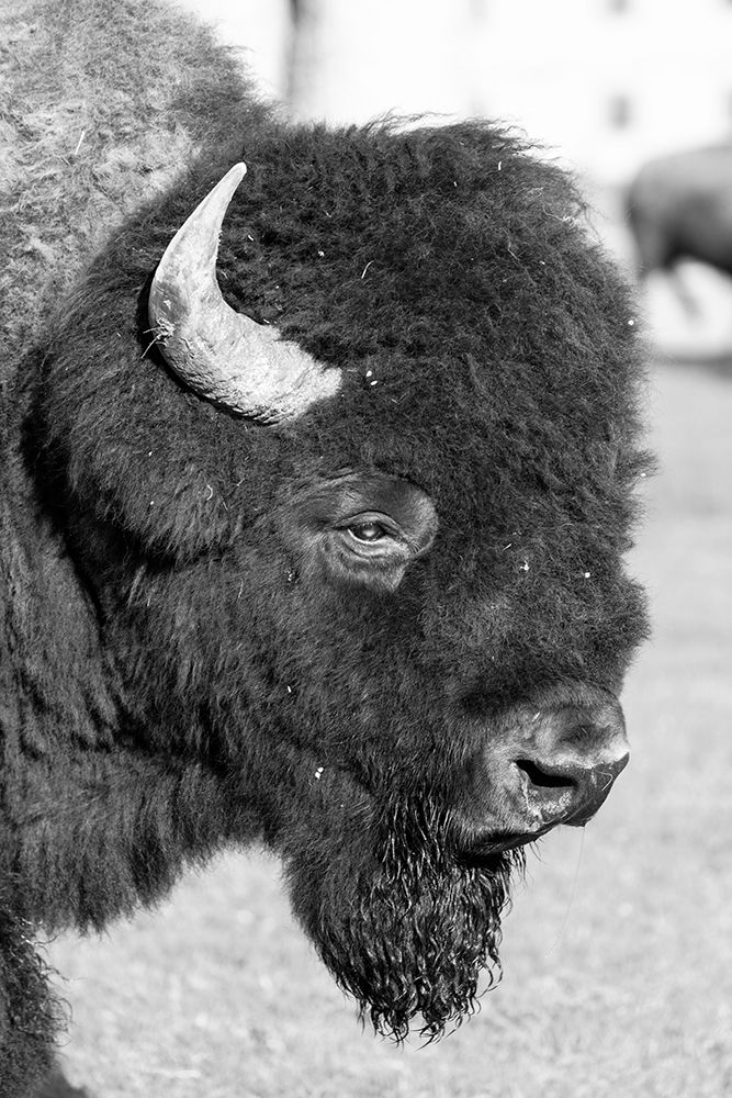 Bull Bison in Mammoth Hot Springs, Yellowstone National Park art print by Jacob W. Frank for $57.95 CAD
