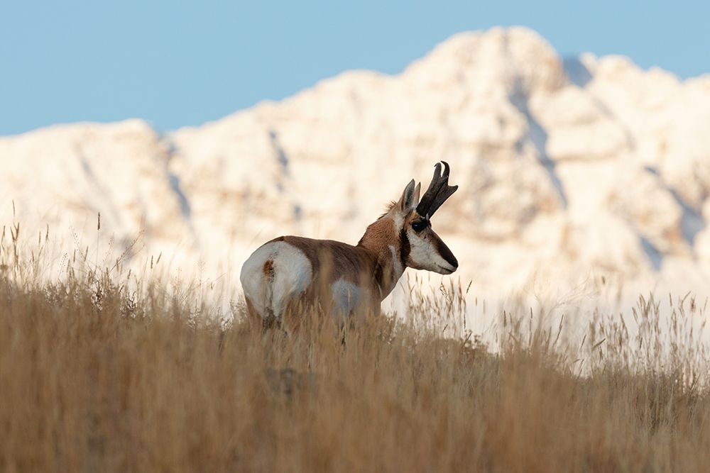 A Pronghorn near Electric Peak, Yellowstone National Park art print by Jacob W. Frank for $57.95 CAD