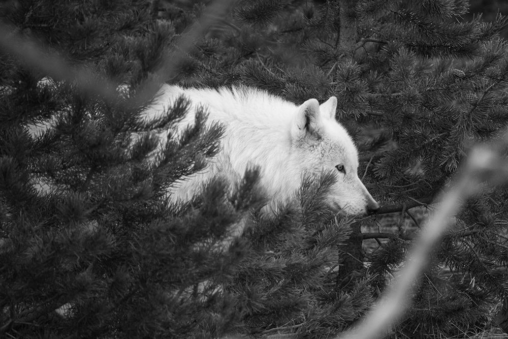 Female wolf of the Canyon pack, Yellowstone National Park art print by Neal Herbert for $57.95 CAD