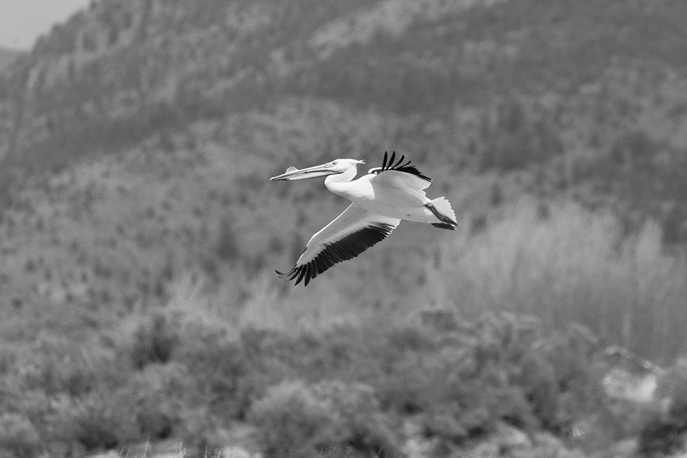 American white pelican, Yellowstone National Park art print by Jacob W. Frank for $57.95 CAD