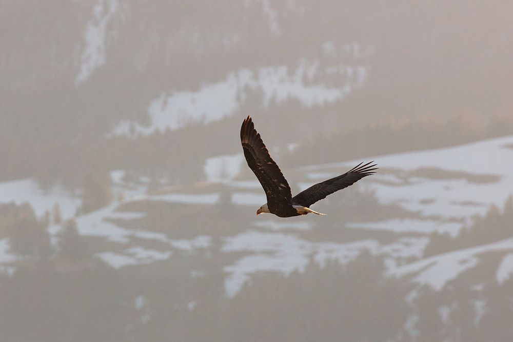 Bald Eagle over Soda Butte Creek, Yellowstone National Park art print by Jacob W. Frank for $57.95 CAD