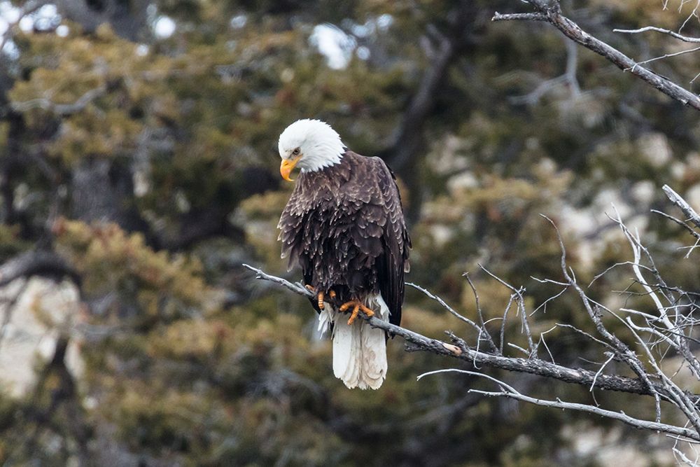 Bald Eagle near Gardner Canyon, Yellowstone National Park art print by Jacob W. Frank for $57.95 CAD