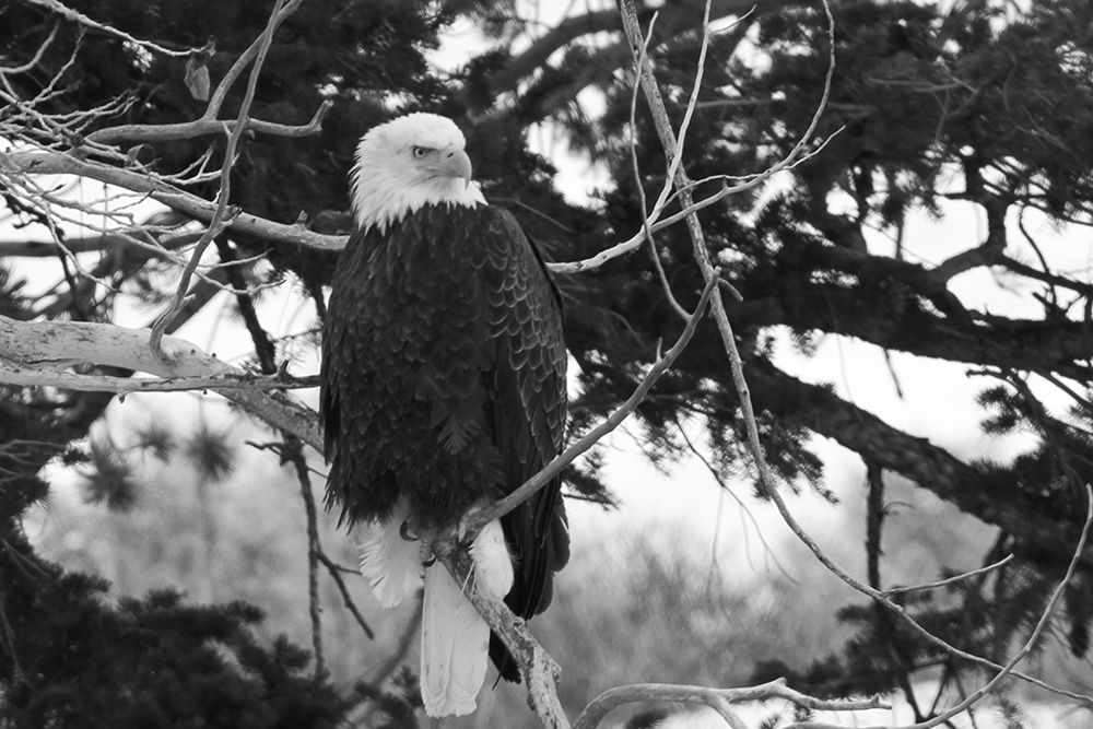 Bald Eagle above the Gardner River, Yellowstone National Park art print by Jim Peaco for $57.95 CAD