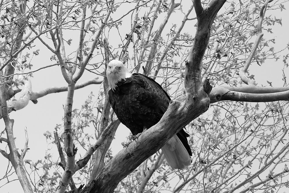 Bald Eagle perched near the Yellowstone River, Yellowstone National Park art print by Jacob W. Frank for $57.95 CAD