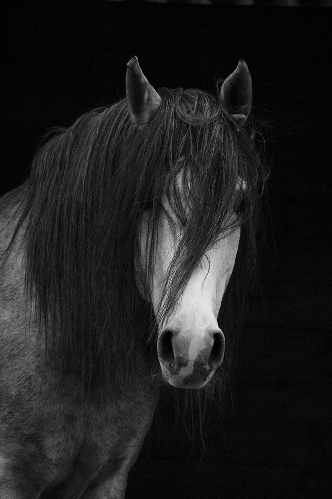 Andalusian art print by The Yellowstone Collection for $57.95 CAD
