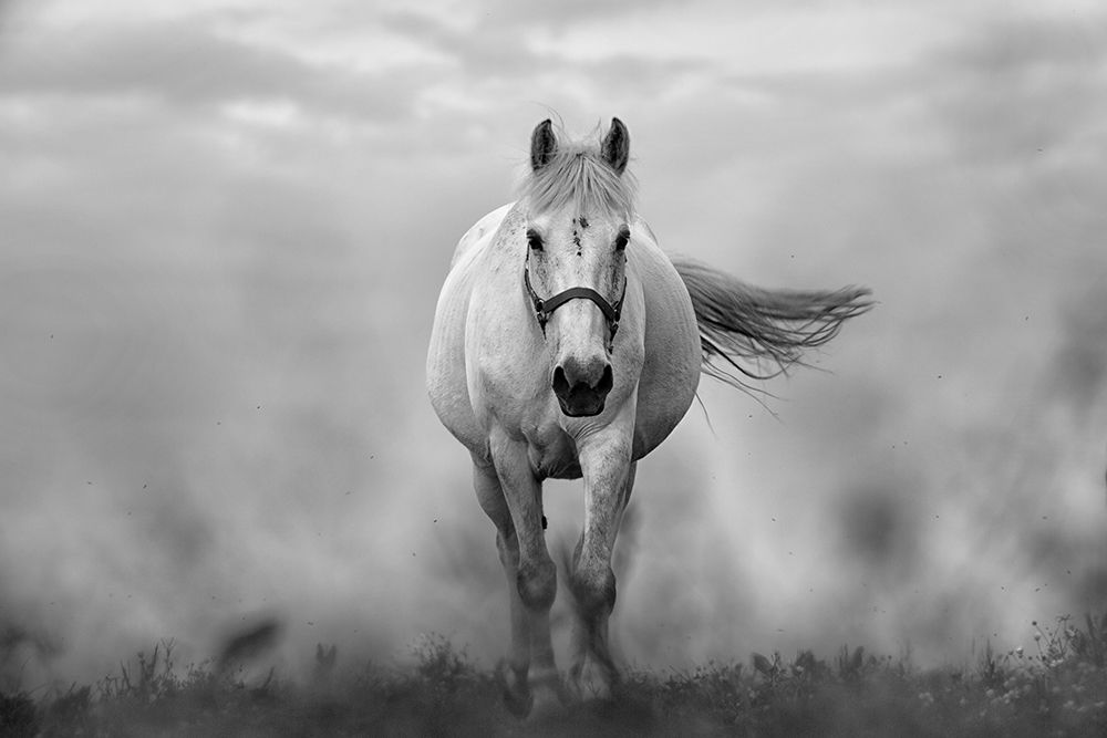 Approaching White art print by The Yellowstone Collection for $57.95 CAD