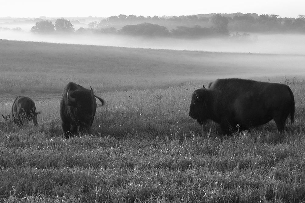 Roaming Bison art print by The Yellowstone Collection for $57.95 CAD