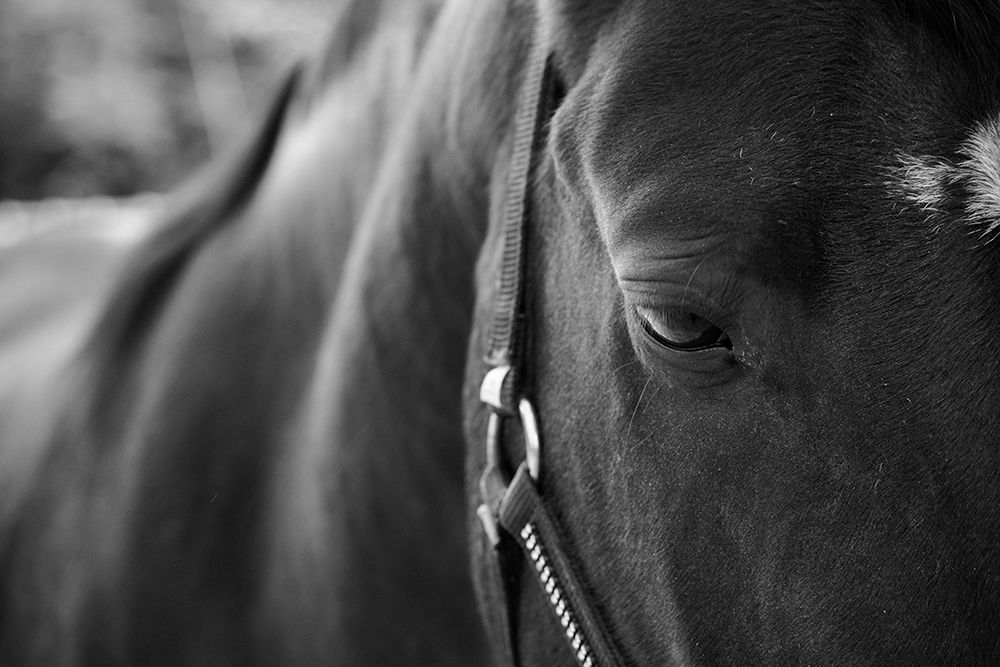 Black Beauty art print by The Yellowstone Collection for $57.95 CAD