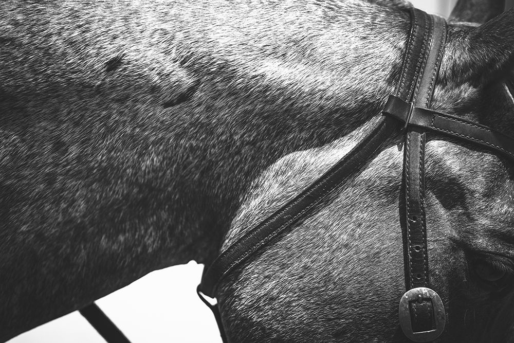 Bridle art print by The Yellowstone Collection for $57.95 CAD