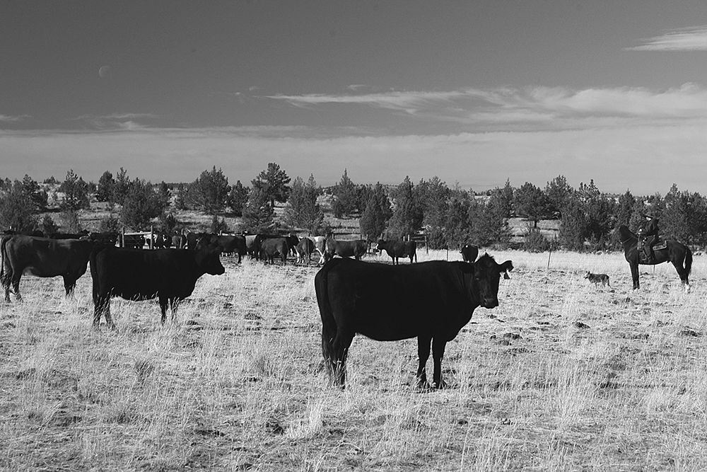 Cattle Grazing Ochoco National Forest art print by The Yellowstone Collection for $57.95 CAD