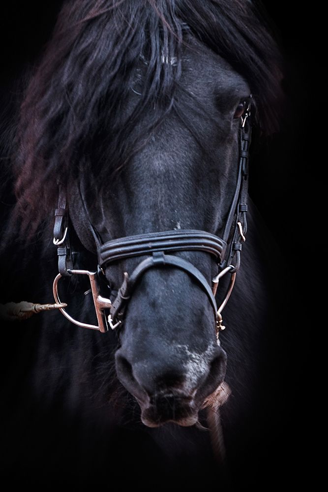 Equus art print by The Yellowstone Collection for $57.95 CAD
