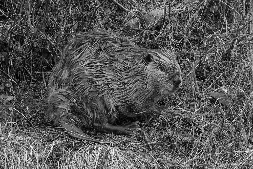 Beaver at Soda Butte Creek, Yellowstone National Park art print by Jacob W. Frank for $57.95 CAD
