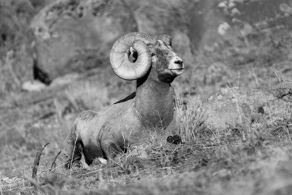 Bighorn Ram, Yellowstone National Park art print by Jacob W. Frank for $57.95 CAD