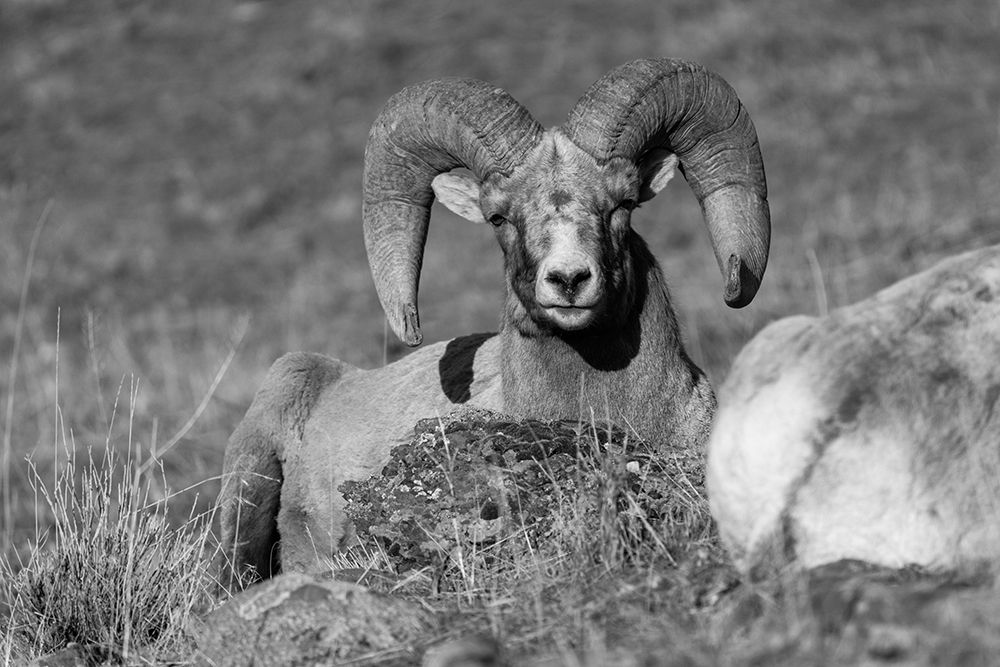 Bighorn Ram, Yellowstone National Park art print by The Yellowstone Collection for $57.95 CAD