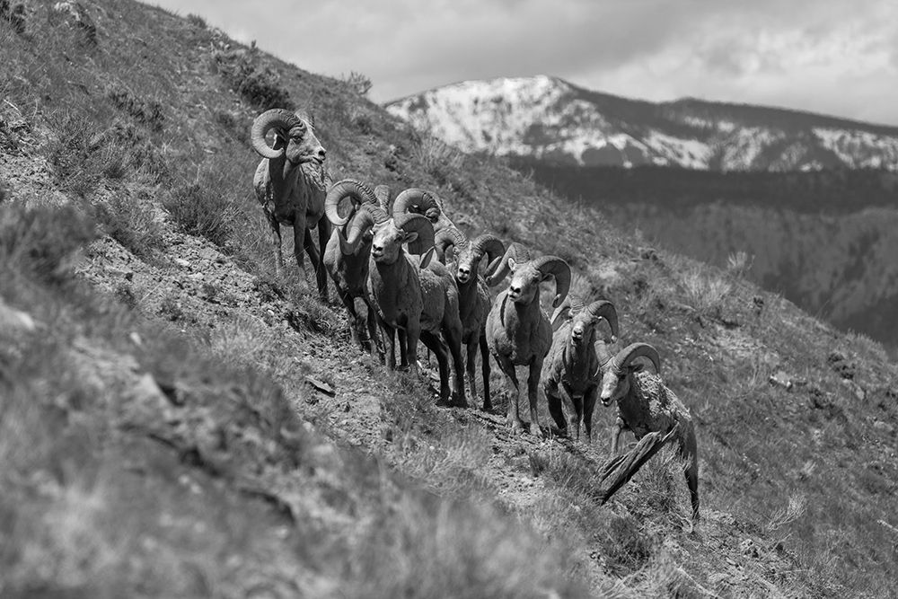 Bighorn Rams, Mount Everts, Yellowstone National Park art print by Jacob W. Frank for $57.95 CAD