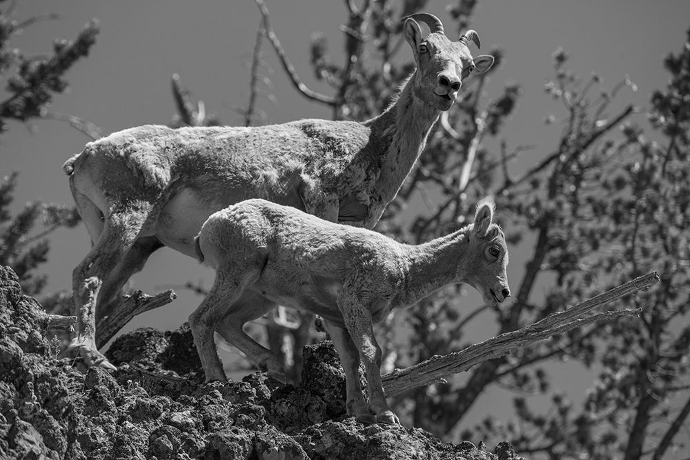 Bighorn Sheep, Mount Washburn, Yellowstone National Park art print by Neal Herbert for $57.95 CAD
