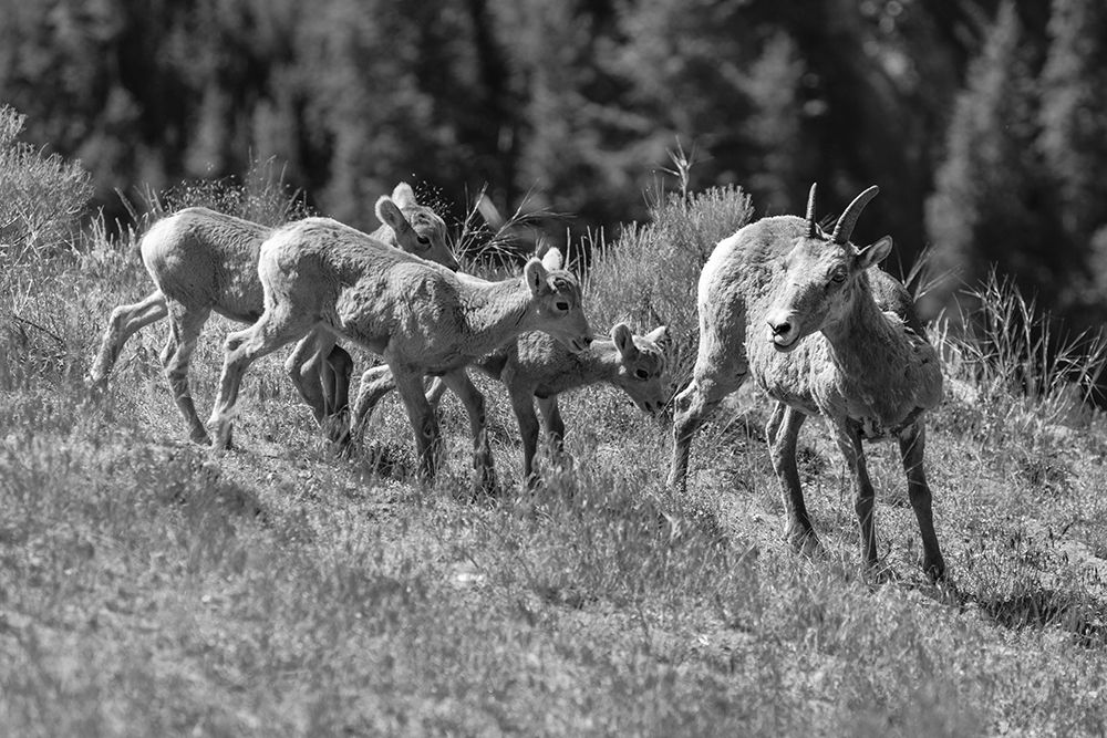 Bighorn Sheep, Yellowstone National Park art print by Jacob W. Frank for $57.95 CAD