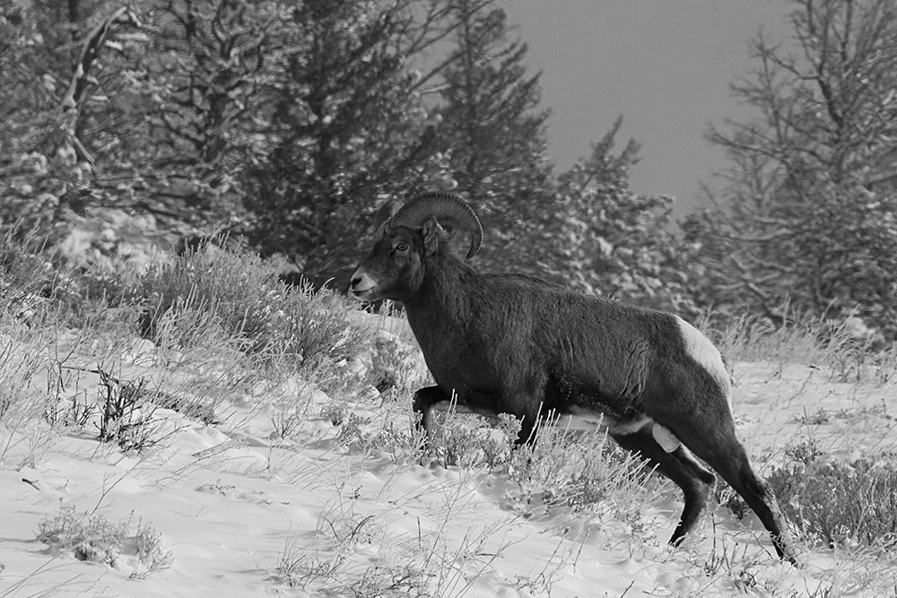 Bighorn Ram, Lamar Valley, Yellowstone National Park art print by Jim Peaco for $57.95 CAD