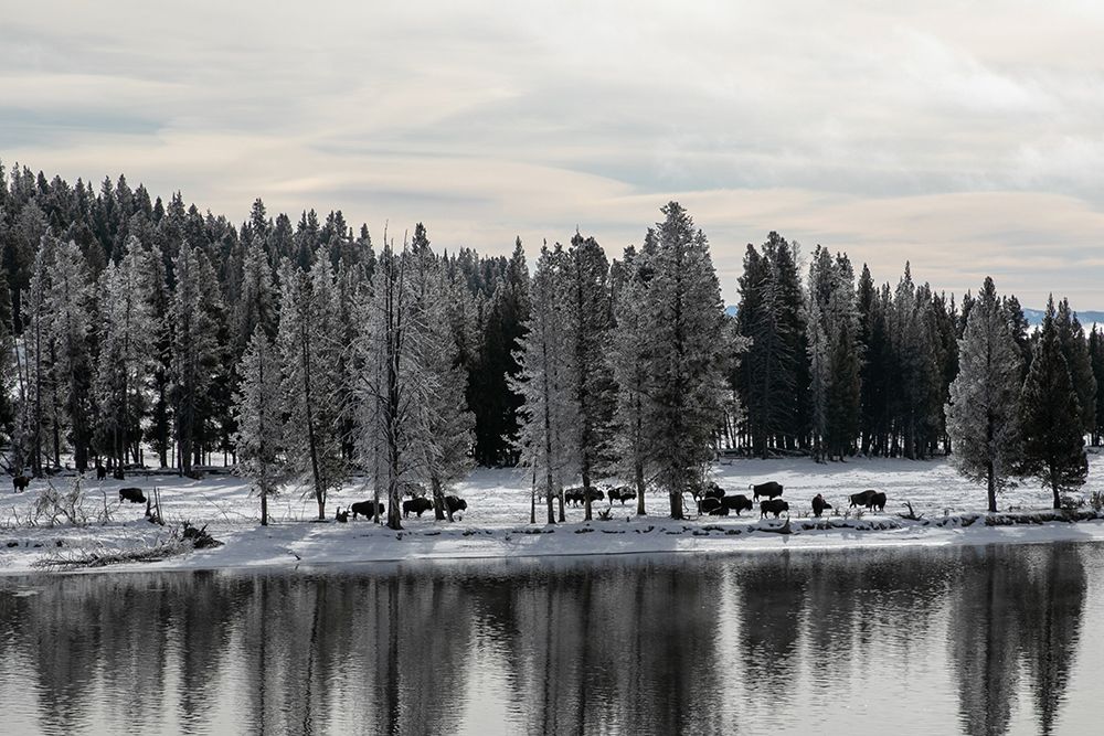 Bison along the Yellowstone River, Yellowstone National Park art print by Diane Renkin for $57.95 CAD