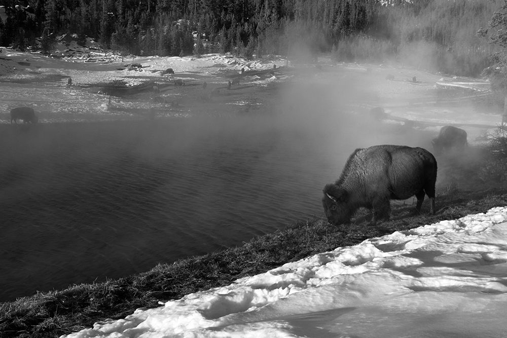 Bison at Terrace Spring, Yellowstone National Park art print by Jim Peaco for $57.95 CAD