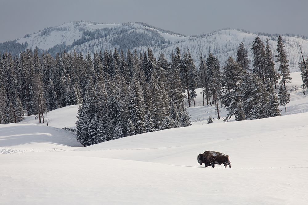 Bison Bull, Blacktail Deer Plateau, Yellowstone National Park art print by The Yellowstone Collection for $57.95 CAD