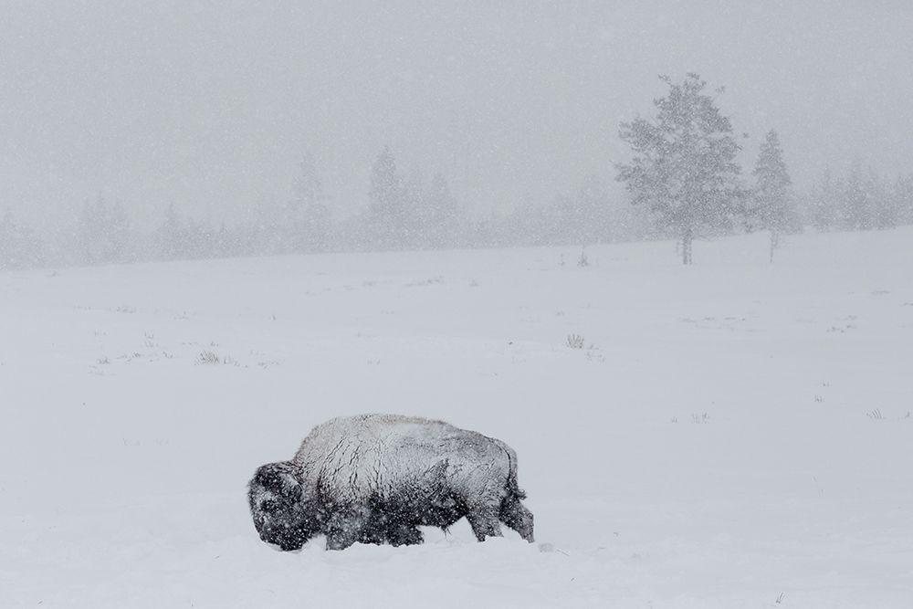 Bison on Swan Lake Flat, Yellowstone National Park art print by The Yellowstone Collection for $57.95 CAD