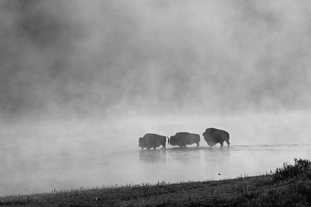 Bison crossing Yellowstone River, Yellowstone National Park art print by Jim Peaco for $57.95 CAD