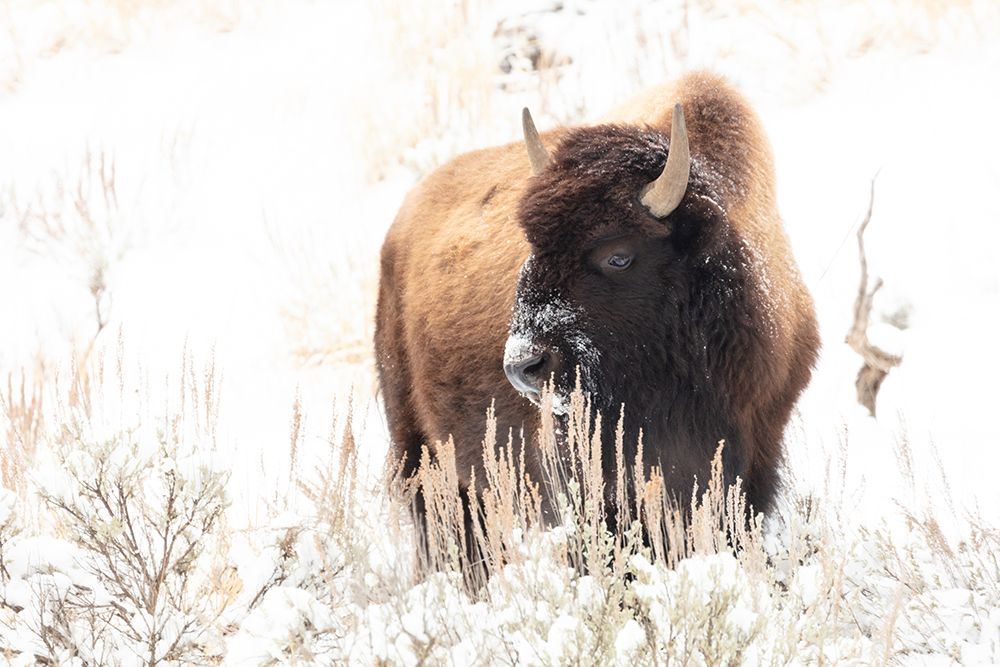 Bison feeding in the snow, Yellowstone National Park art print by Jacob W. Frank for $57.95 CAD