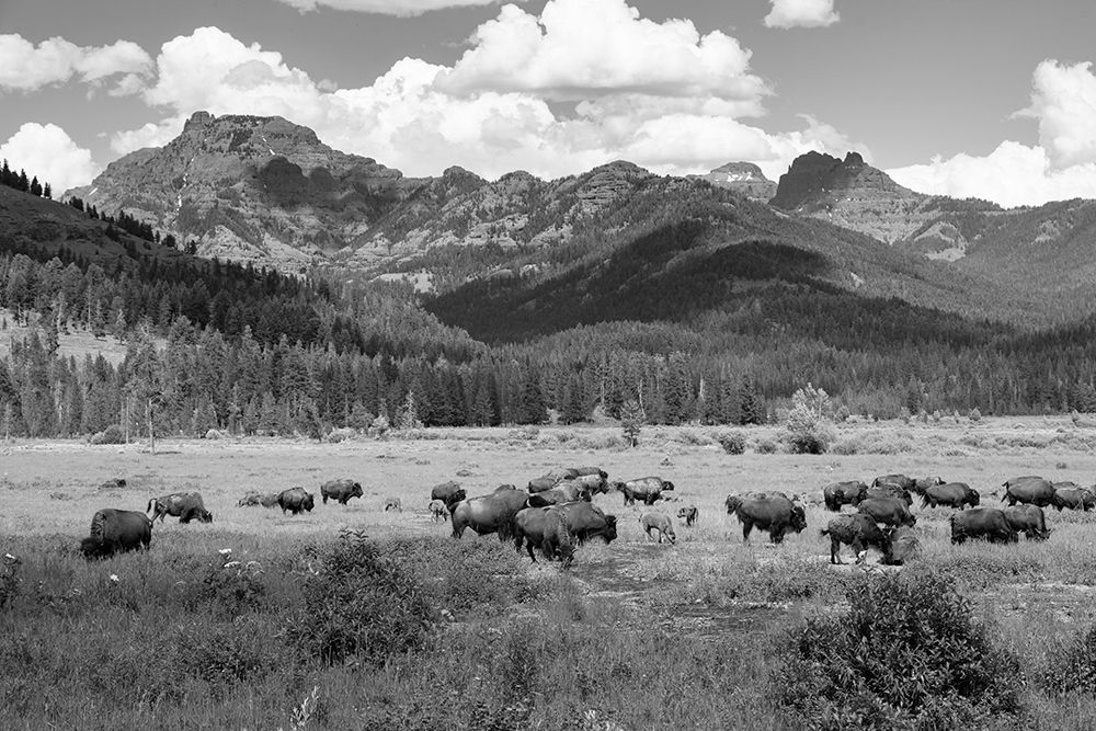 Bison grazing in Round Prairie, Yellowstone National Park art print by Jacob W. Frank for $57.95 CAD
