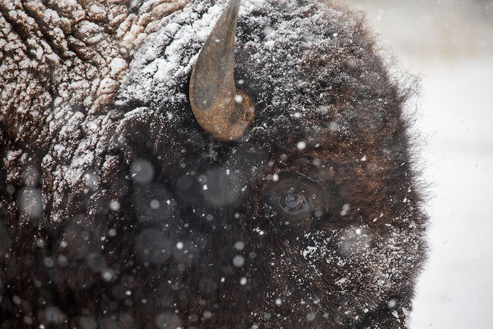 Bison in snow, Mammoth Hot Springs, Yellowstone National Park art print by The Yellowstone Collection for $57.95 CAD