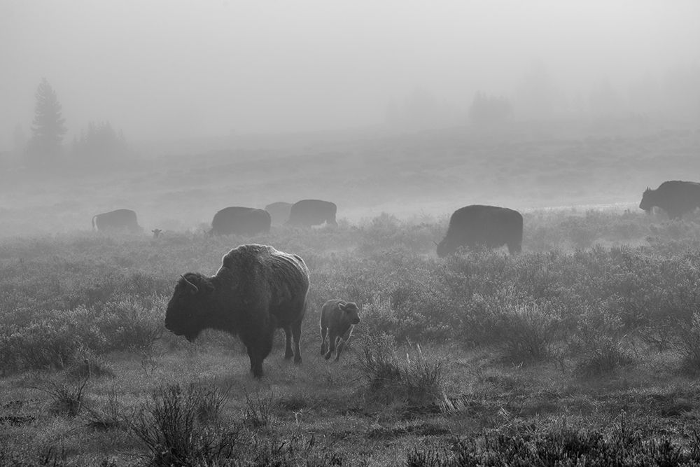 Bison in the fog, Swan Lake Flat, Yellowstone National Park art print by The Yellowstone Collection for $57.95 CAD