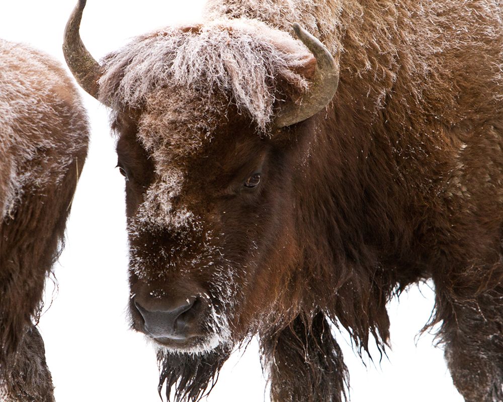 Bison near Elk Park, Yellowstone National Park art print by Jim Peaco for $57.95 CAD