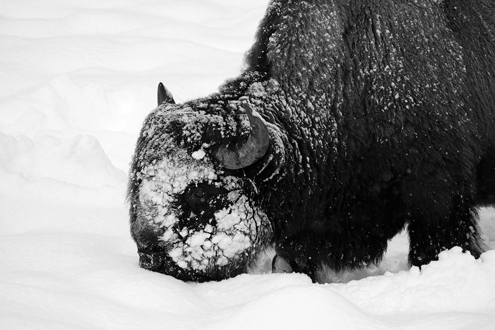 Bison Snow Plough near Rainy Lake, Yellowstone National Park art print by Diane Renkin for $57.95 CAD