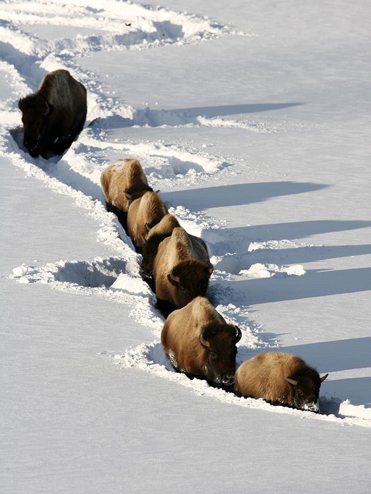 Bison near Tower Junction, Yellowstone National Park art print by Jim Peaco for $57.95 CAD