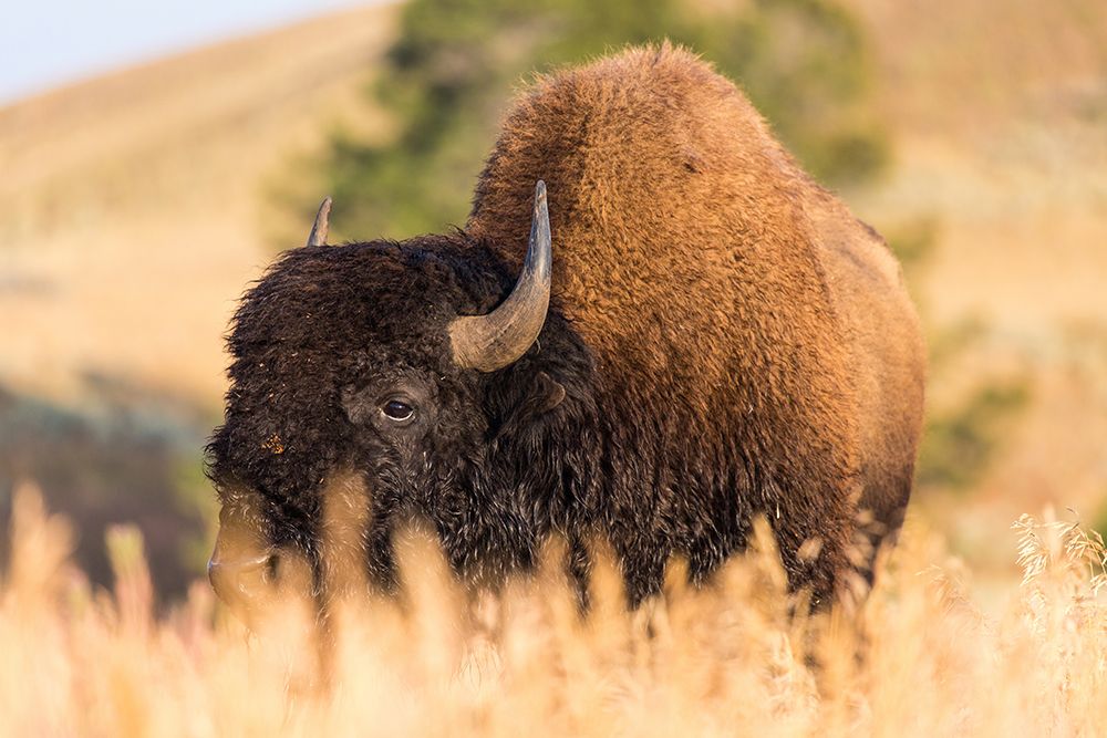 Bison, Blacktail Deer Plateau, Yellowstone National Park art print by The Yellowstone Collection for $57.95 CAD