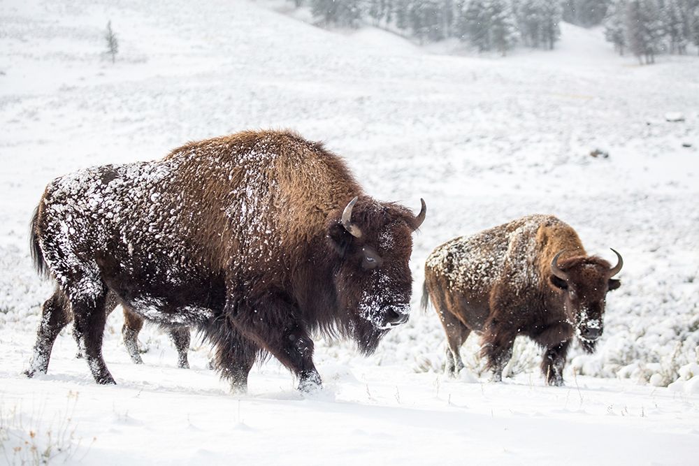 Bison I, Lamar Valley, Yellowstone National Park art print by The Yellowstone Collection for $57.95 CAD