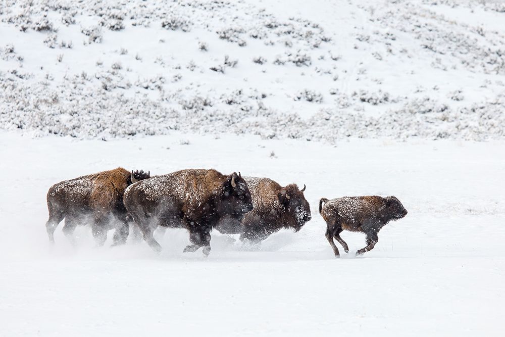 Bison II, Lamar Valley, Yellowstone National Park art print by The Yellowstone Collection for $57.95 CAD