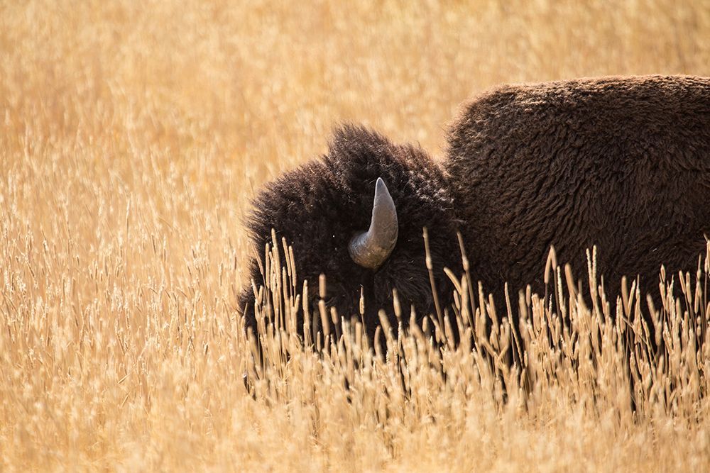 Bison III, Lamar Valley, Yellowstone National Park art print by The Yellowstone Collection for $57.95 CAD