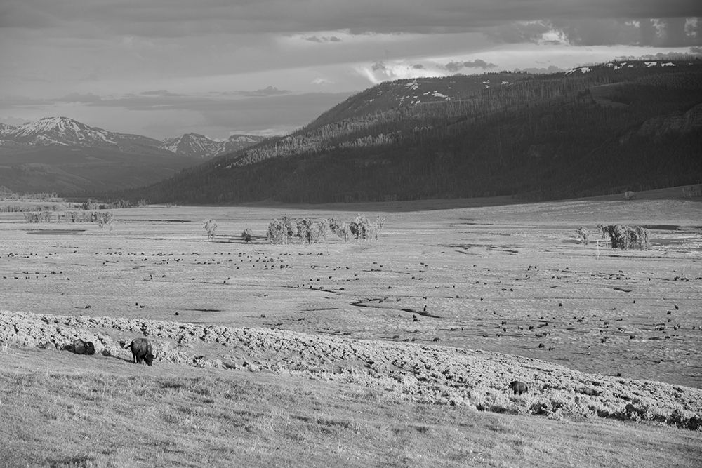 Bison IV, Lamar Valley, Yellowstone National Park art print by The Yellowstone Collection for $57.95 CAD