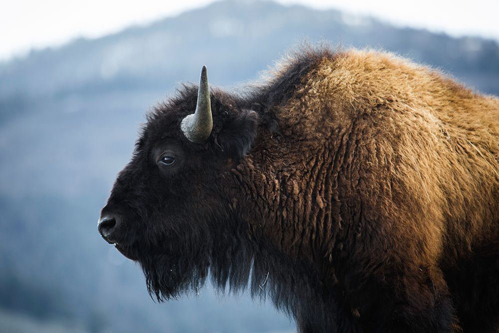Bison V, Lamar Valley, Yellowstone National Park art print by The Yellowstone Collection for $57.95 CAD