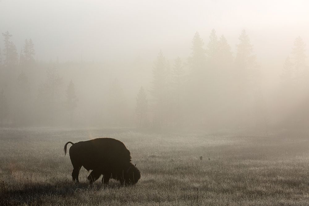Bison, Lower Geyser Basin, Yellowstone National Park art print by The Yellowstone Collection for $57.95 CAD