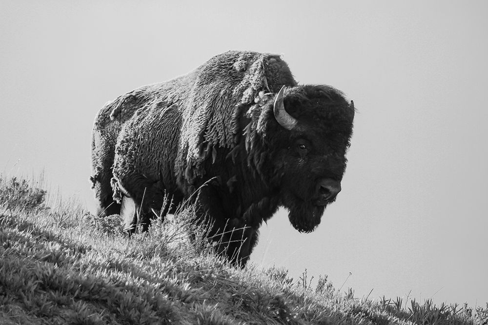 Bison, Yellowstone National Park art print by David Restivo for $57.95 CAD