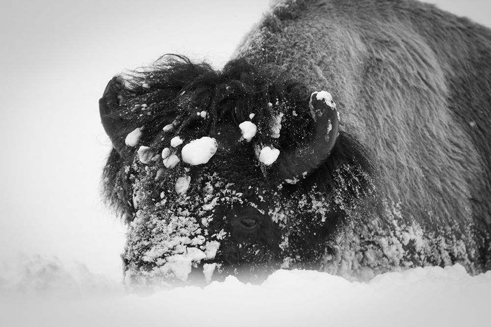Close up of bison, Yellowstone National Park art print by Neal Herbert for $57.95 CAD