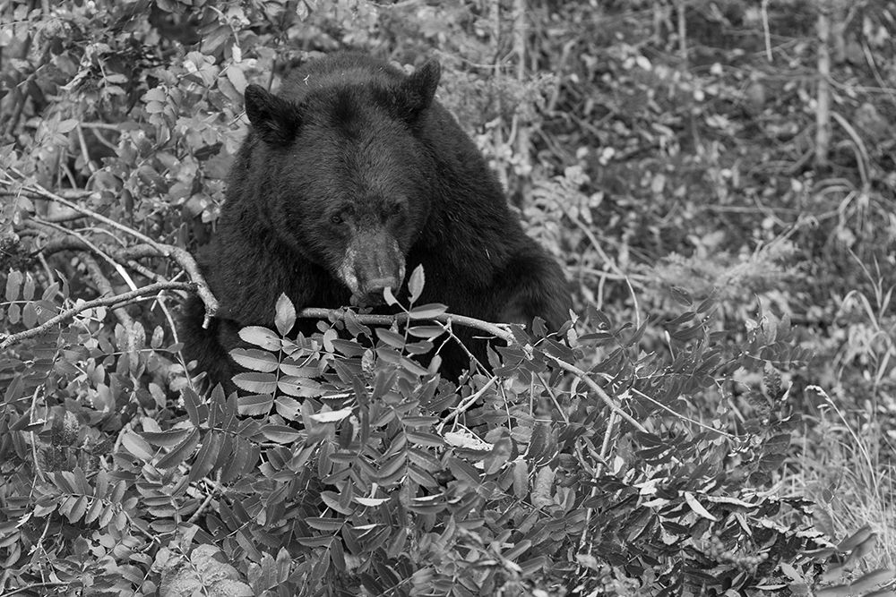 Black Bear near the Mammoth to Tower Road, Yellowstone National Park art print by Jim Peaco for $57.95 CAD